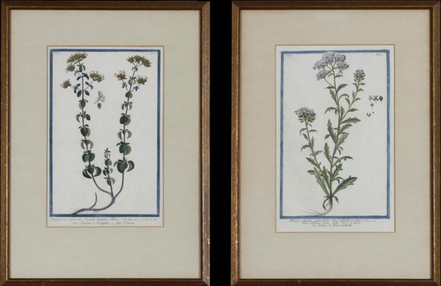 Attributed to Theodore De Bry, "Thlaspi Creticum," and (1 of 1)