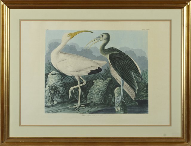 John James Audubon (1785-1851), "White Ibis," No. 45, (1 of 1)