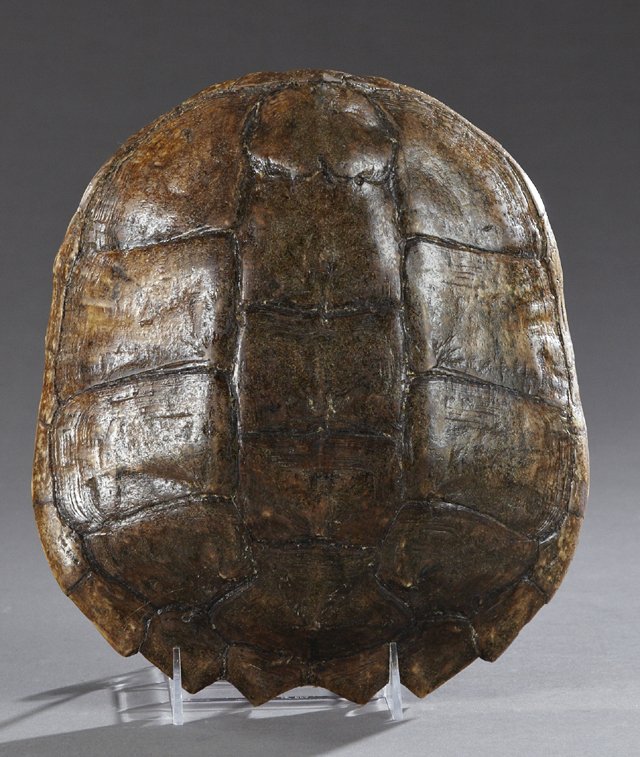 Louisiana Snapping Turtle Shell, 20th c., H.- 3 1/2 (1 of 1)
