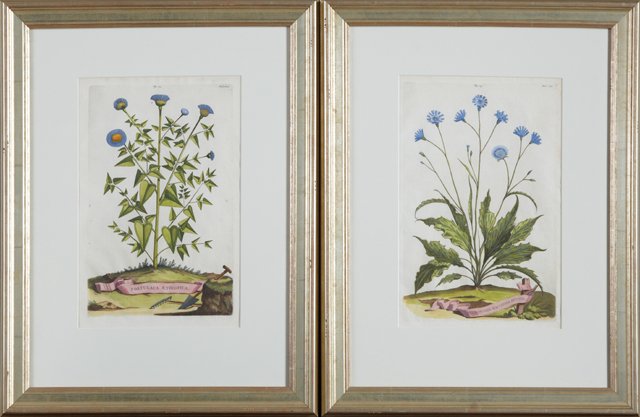 Abraham Munting (1626-1683), "Portulaca Aethiopica," (1 of 1)