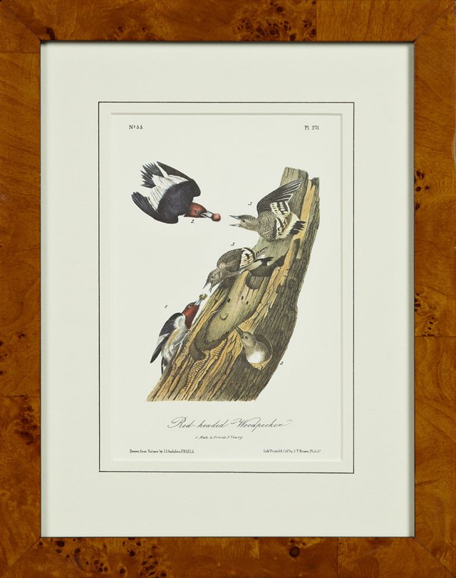 John James Audubon (1785-1851), "Red-Headed (1 of 1)