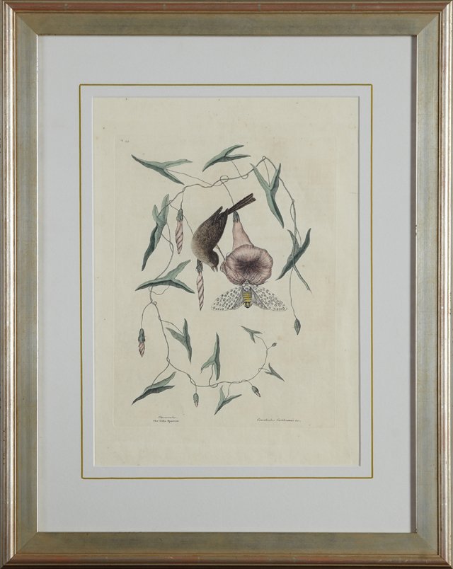 Mark Catesby (1679-1749), "The Little Sparrow," 18th: Mark Catesby (1679-1749), "The Little Sparrow," 18th c., #35, hand colored engraving, presented in a silvered frame, H.- 17 5/8 in., W.- 12 1/2 in.