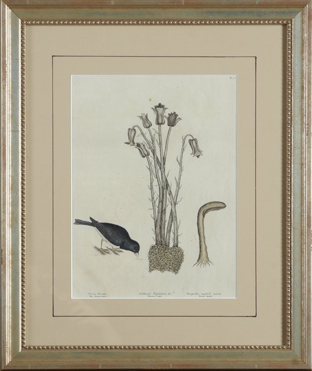 Mark Catesby (1682-1749), "The Snow Bird," # 36, 18th: Mark Catesby (1682-1749), "The Snow Bird," # 36, 18th c., hand-colored engraving, presented in a silvered frame, H.- 13 3/4 in., W.- 9 3/4 in.