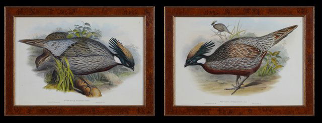 J. Gould and H. C. Richter, "Pucrasia Nipalensis," and (1 of 3)