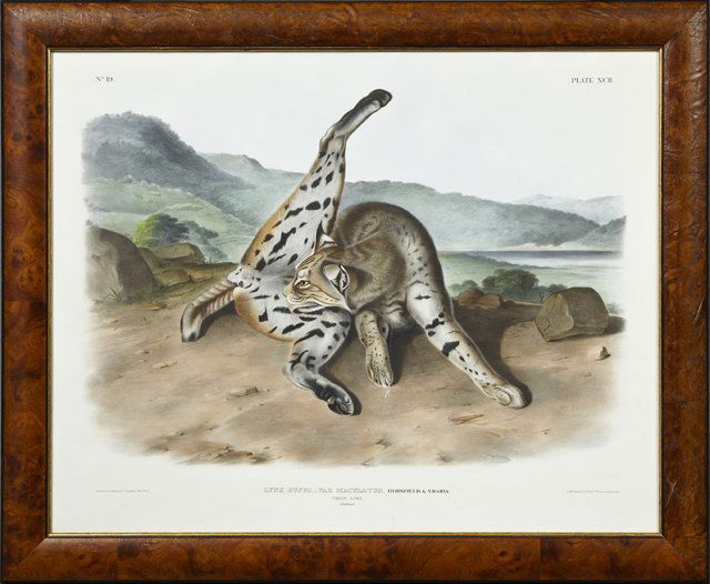 John James Audubon (1785-1851), "Texan Lynx," #19, (1 of 1)