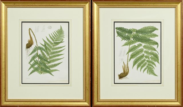 C.E. Faxon (1845-1918), "Aspidium Goldianum," and (1 of 3)