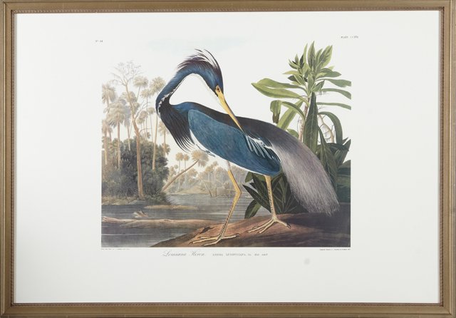 John James Audubon (1785-1851), "Louisiana Heron," No.: John James Audubon (1785-1851), "Louisiana Heron," No. 44, Plate 217, 20th c., presented in a gilt frame with a beaded liner, H.- 25 3/4 in., W.- 39 in.