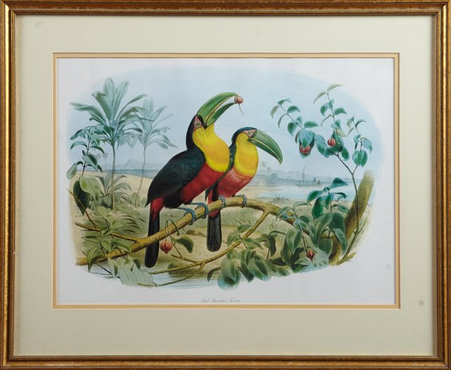 John Gould, "Red Breasted Toucan," 20th c., print, (1 of 1)