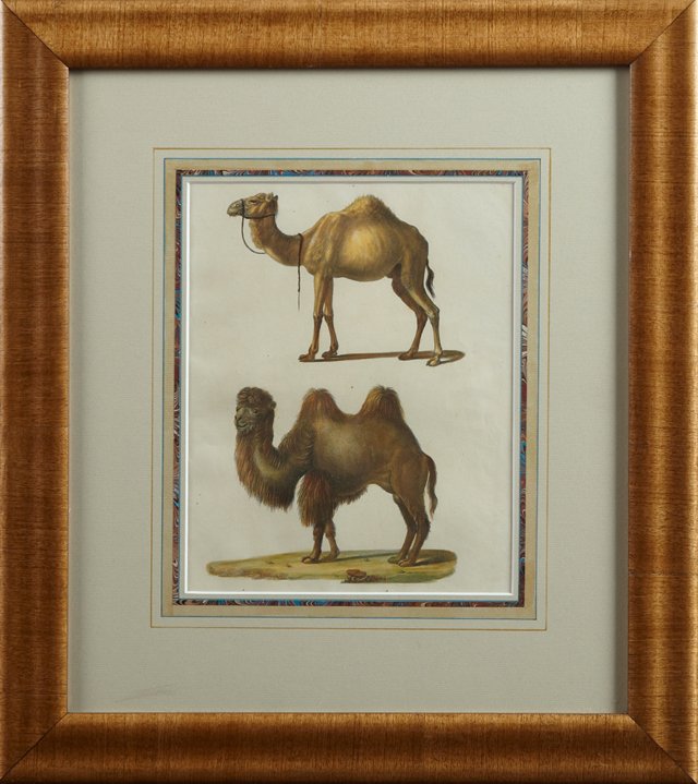 German School, "Camels," c. 1900, colored Natural: German School, "Camels," c. 1900, colored Natural History print, presented in a mahogany frame with a marbled mat, H.- 10 in., W.- 8 in.