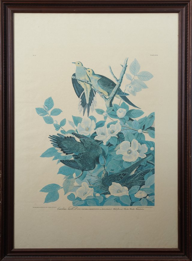 John James Audubon (1785-1851), "Carolina Turtle Dove" (1 of 1)