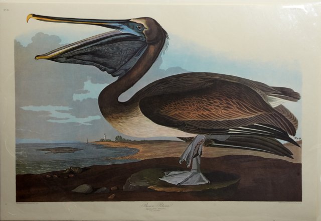 John James Audubon (1785-1851), "Brown Pelican," No. (1 of 1)