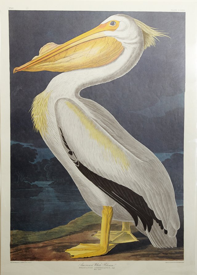 John James Audubon (1785-1851), "American White (1 of 1)