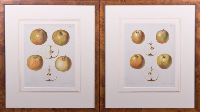 Samuel Berghuis, "Yellow Apples," c. 1900, pair of (1 of 1)