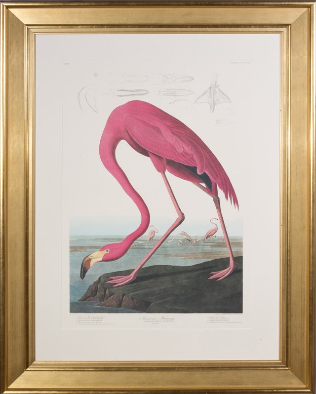 John James Audubon (1785-1851), "American Flamingo," (1 of 1)