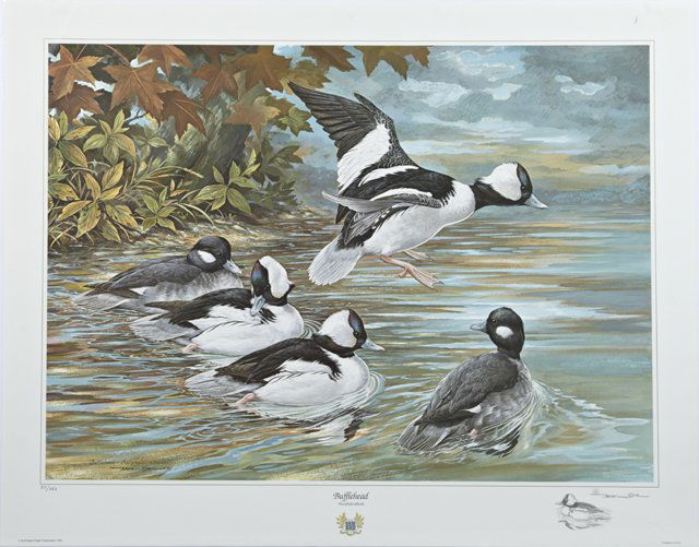 Basil Ede (1931- , English), "Bufflehead," 1987, print,: Basil Ede (1931- , English), "Bufflehead," 1987, print, 33/350, pencil numbered l.l. margin, pencil signed l.r. margin, with a pencil remarque l.r., shrink wrapped, H.- 31 7/8 in., W.- 40 1/4 in.