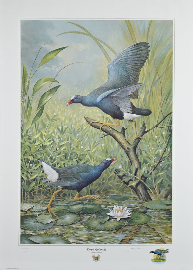 Basil Ede (1931- , English), "Purple Gallinule," 1988, (1 of 1)