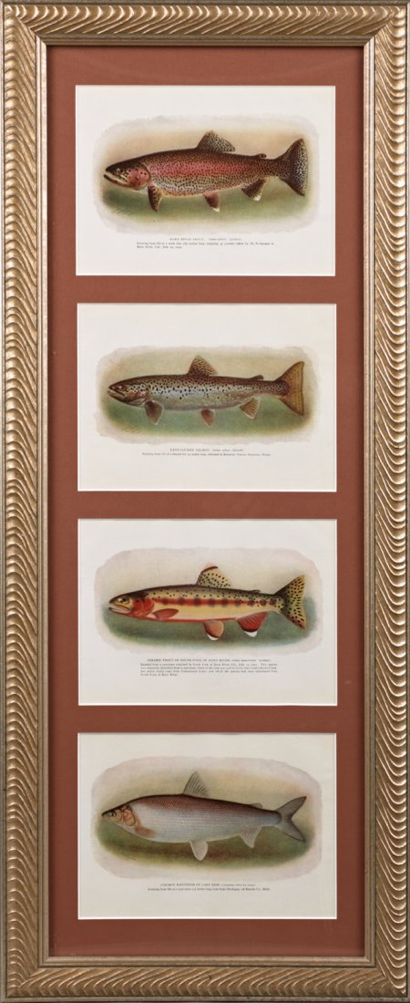 Sherman Foote Denton (1856-1937), "Common Whitefish of (1 of 1)