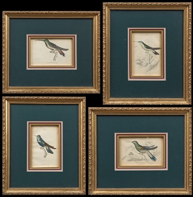 William Homes Lizars (1788-1859), "Trochilus (1 of 3)