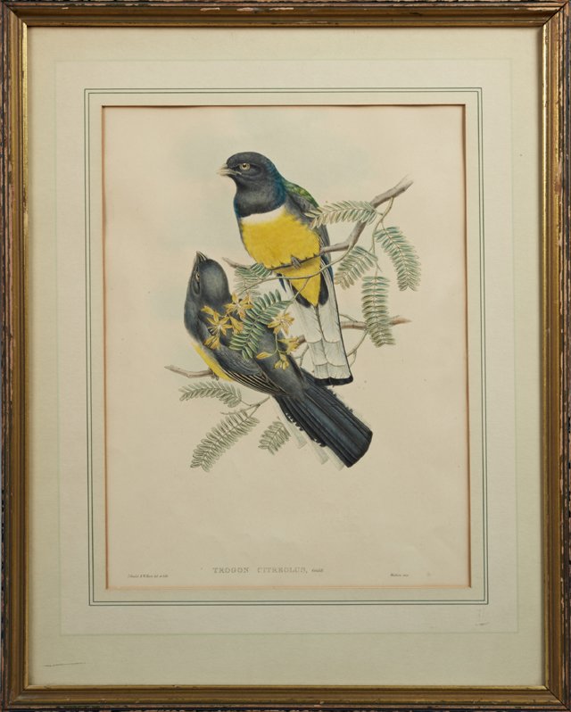 J. Gould and W. Hart, "Trogon Citreolus," 20th c.,: J. Gould and W. Hart, "Trogon Citreolus," 20th c., print, presented in a gilt frame, H.- 18 5/8 in., W.- 13 7/8 in.