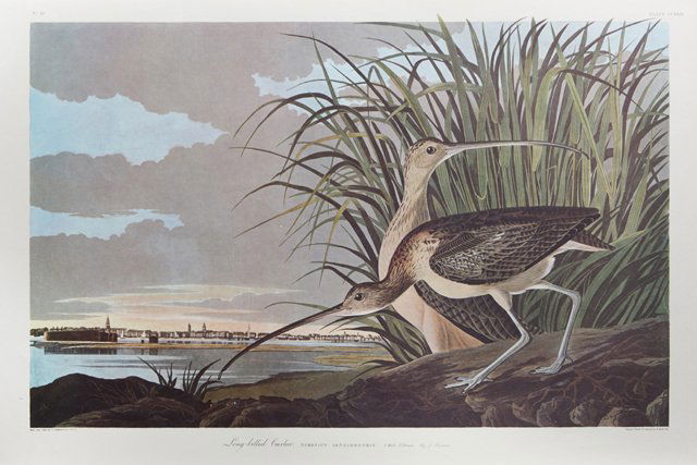 John James Audubon (1785-1851), "Long-billed Curlew," (1 of 1)