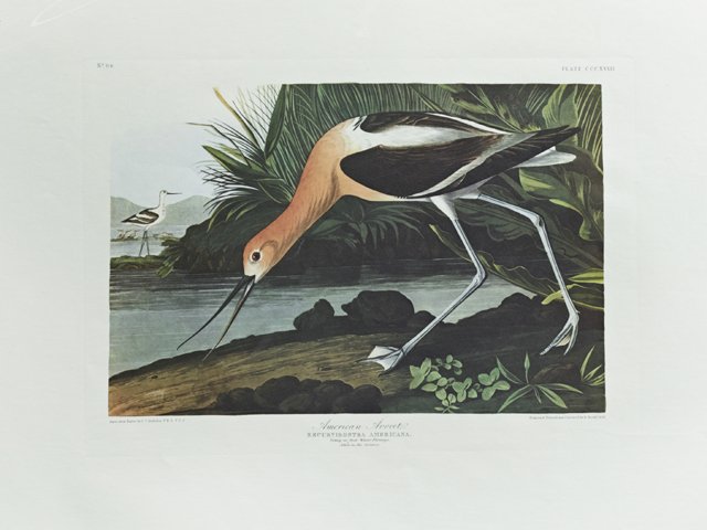 John James Audubon (1785-1851), "American Avocet," No.: John James Audubon (1785-1851), "American Avocet," No. 64, Plate 318, 20th c., Amsterdam edition, plastic wrapped, H.- 26 1/2 in., W.- 39 3/8 in.