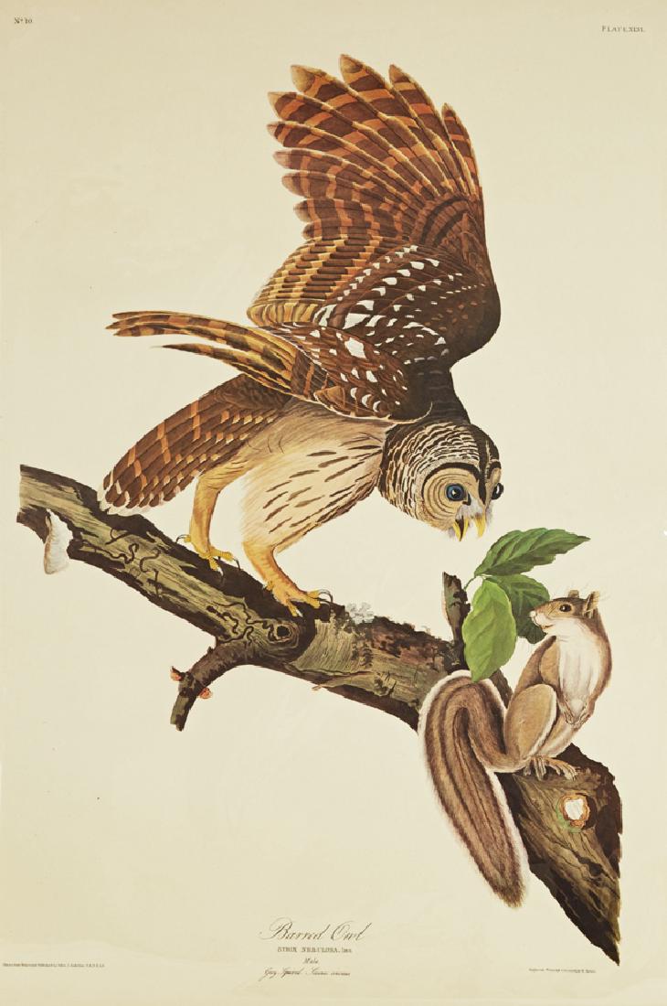 John James Audubon (1785-1851), "Barred Owl," No. 10, (1 of 1)