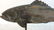 Folk Art Wood Fish Sculpture on Stand - 5
