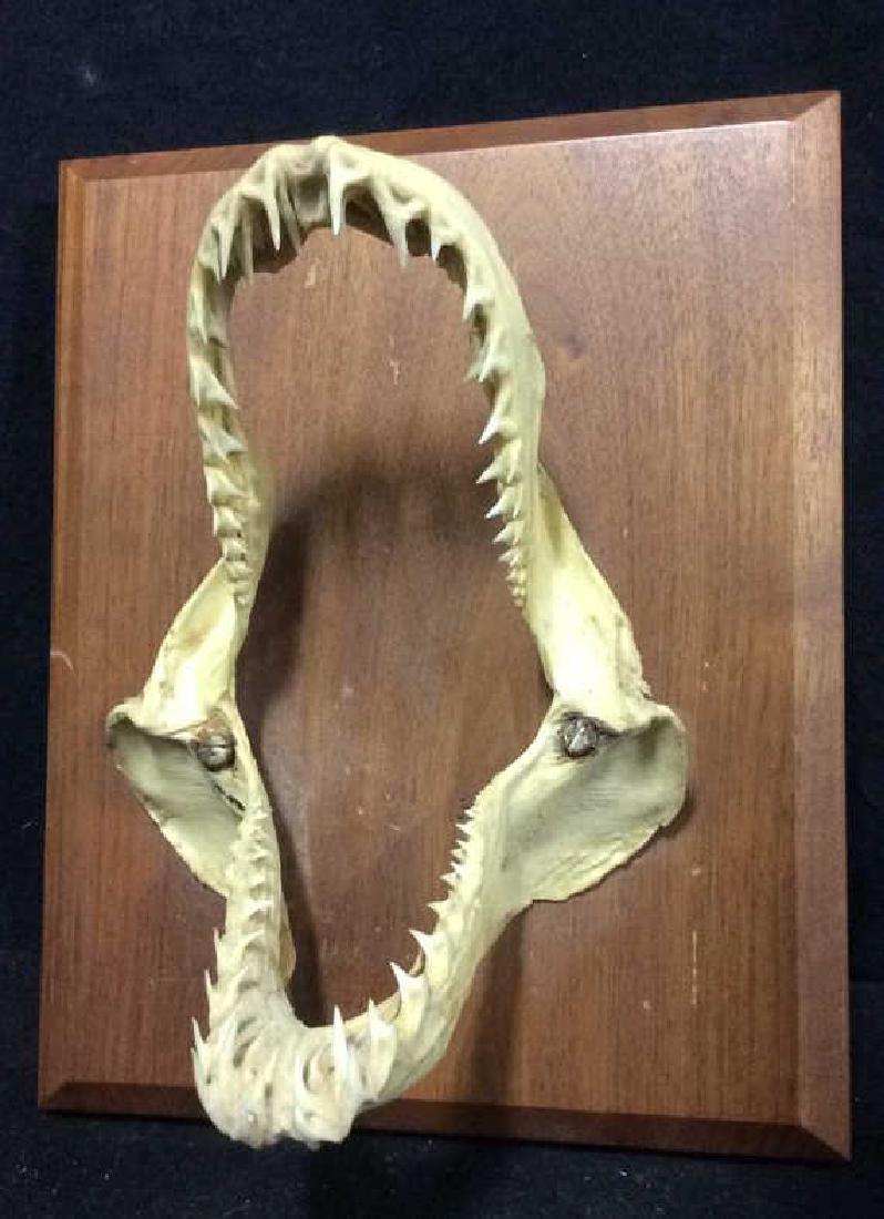 Vintage Mako Shark Jaws Mounted (1 of 6)
