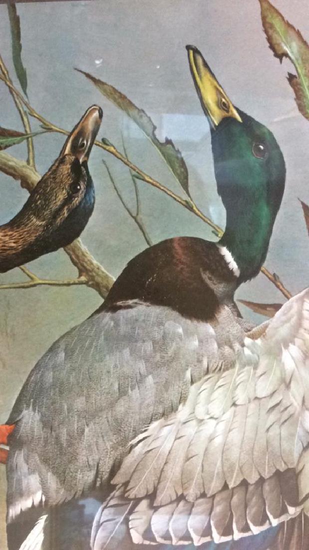 Vintage Duck Print by Basil Ede (1 of 6)