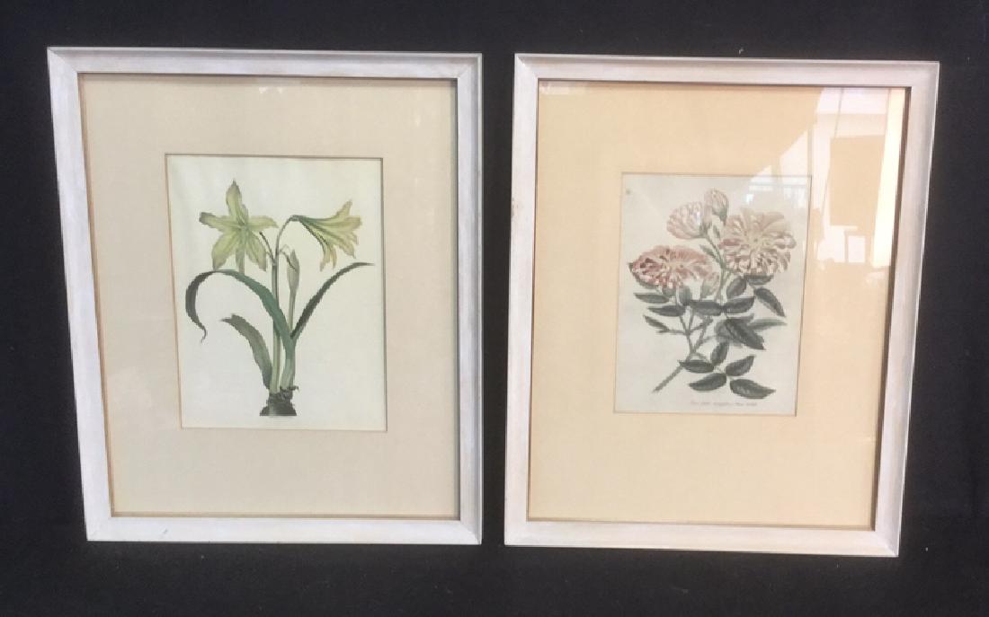 Pair Botanical Prints Amaryllis and Rosa Mundi (1 of 8)