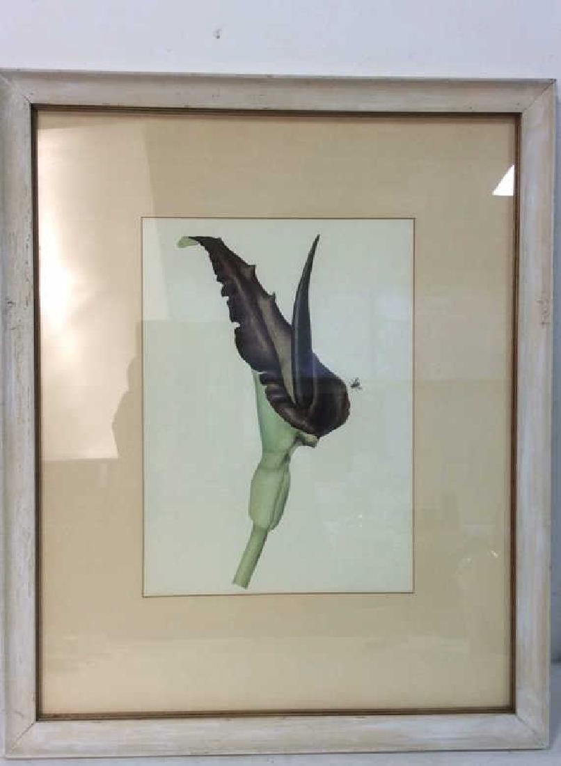 Print Depicting Calla Lilly (1 of 5)