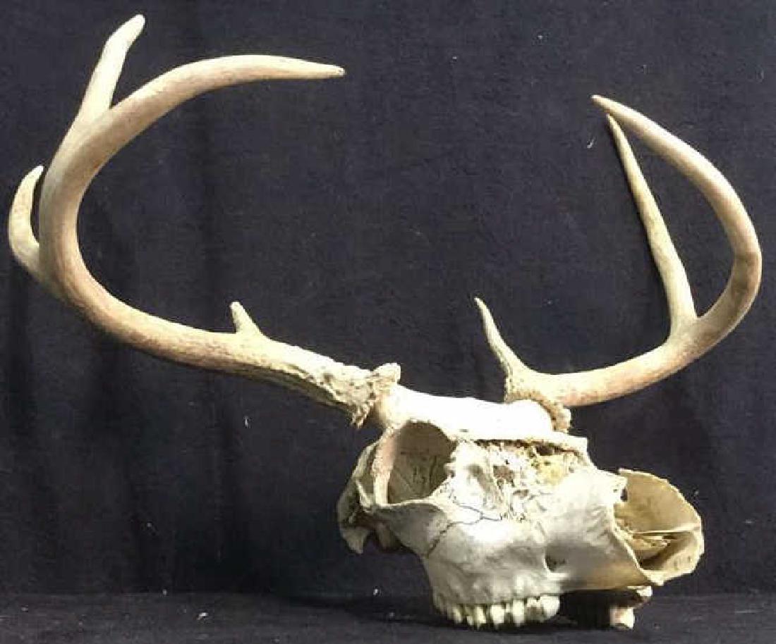8 Point Deer Skull w Antlers: Possible northeastern US deer skull has antlers some teeth and more. some missing pieces, missing 1 antler point. Measures approx 17 inches long 12 inches tall.