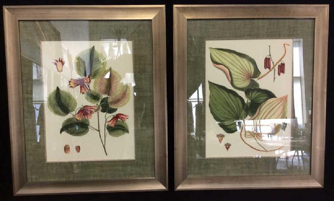 Lot 2 BUCHOZ LEAVES Botanical Prints (1 of 13)