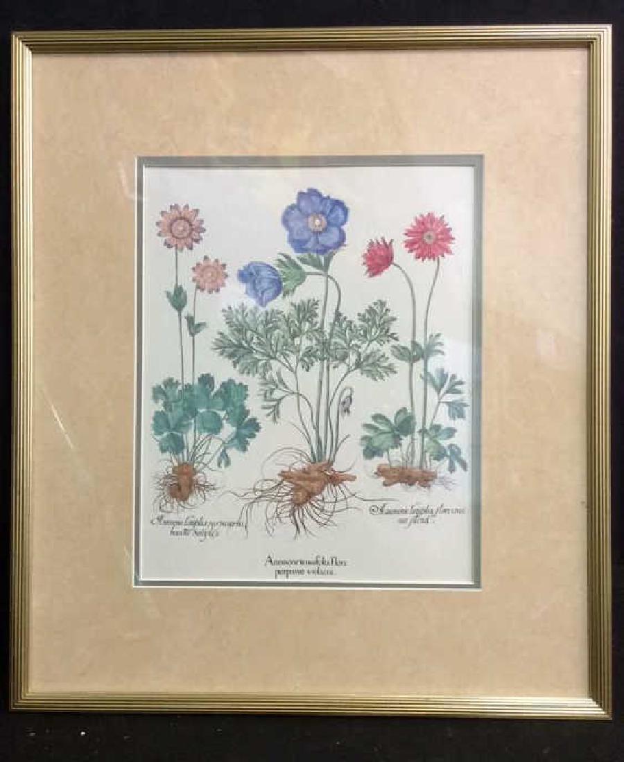 Art Print “Anemone” Basil Besler (1 of 10)