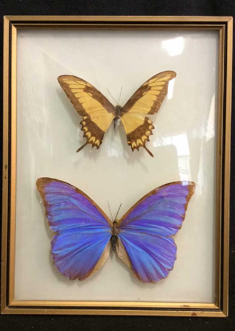 Preserved Mounted Butterfly Wall Art (1 of 8)