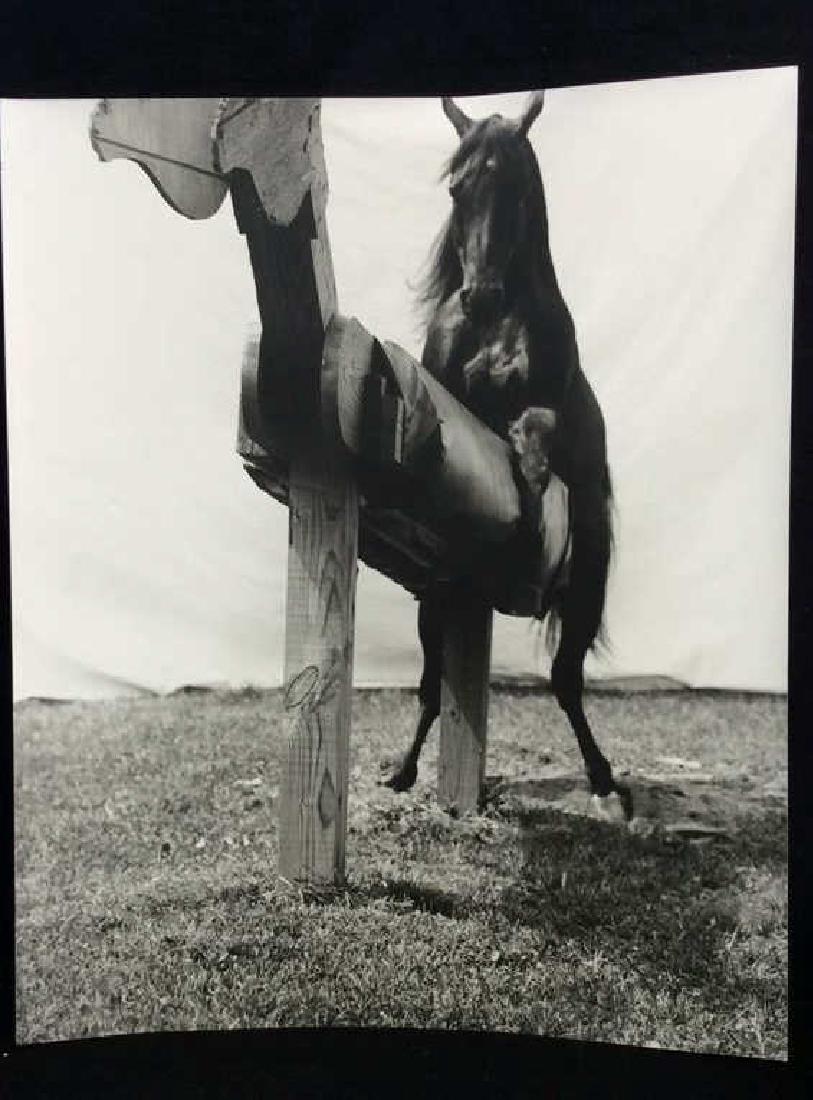 Photographic Print Live Horse W Wooden Horse (1 of 8)