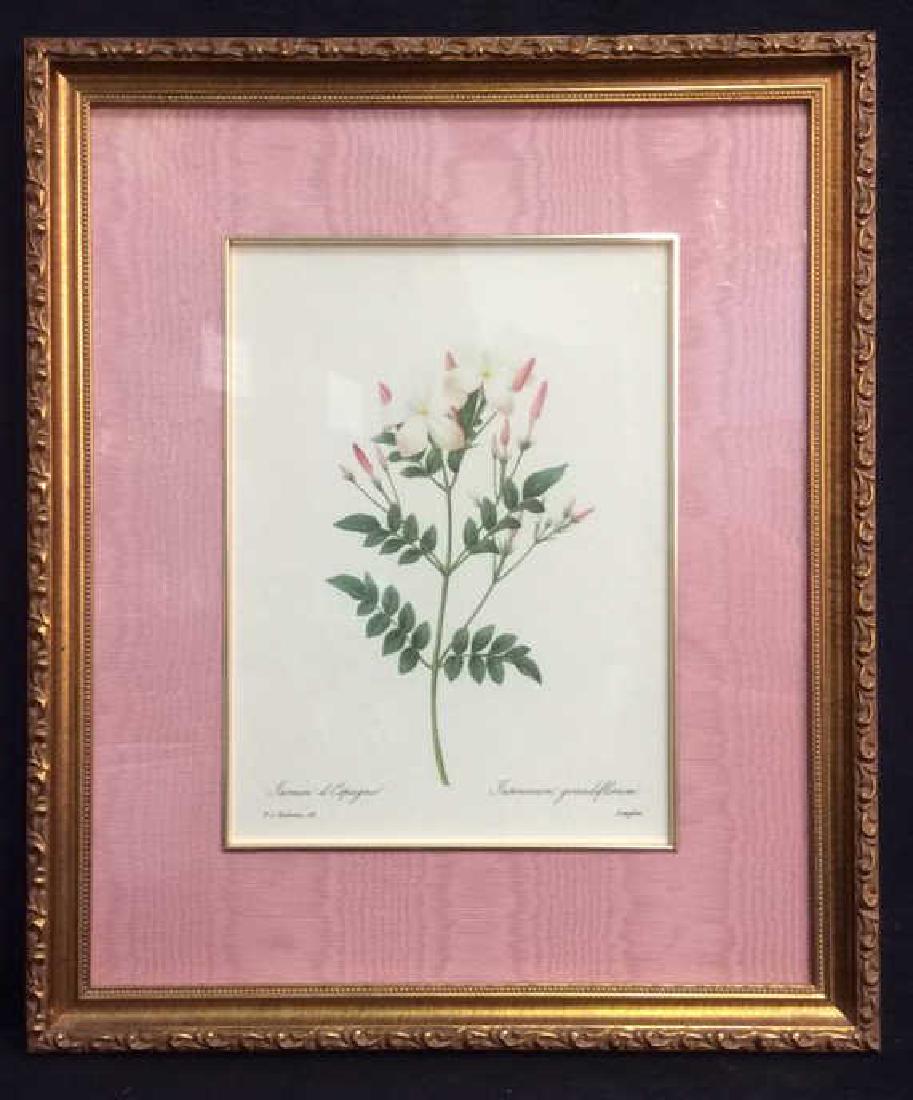 P.J. REDOUTE Print Of Jasminum Grandifforum (1 of 7)