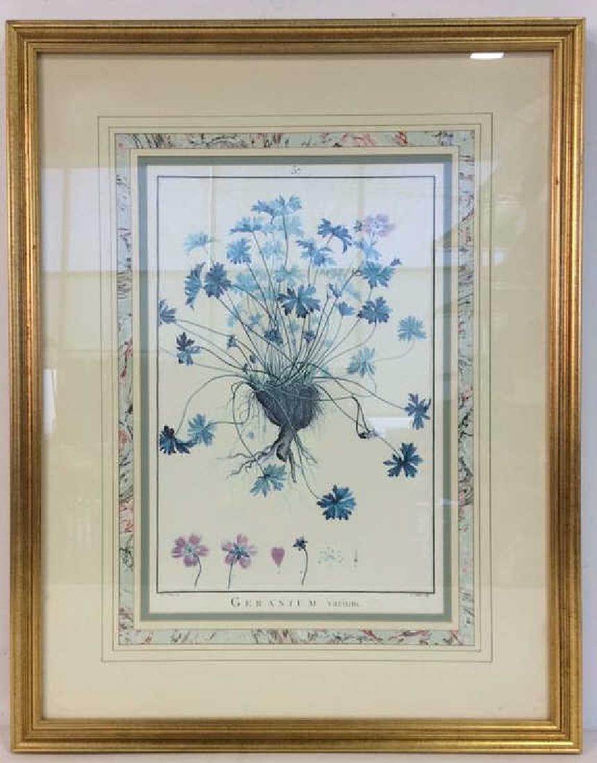 Framed GERANIUM VARIUM Print Artwork (1 of 10)