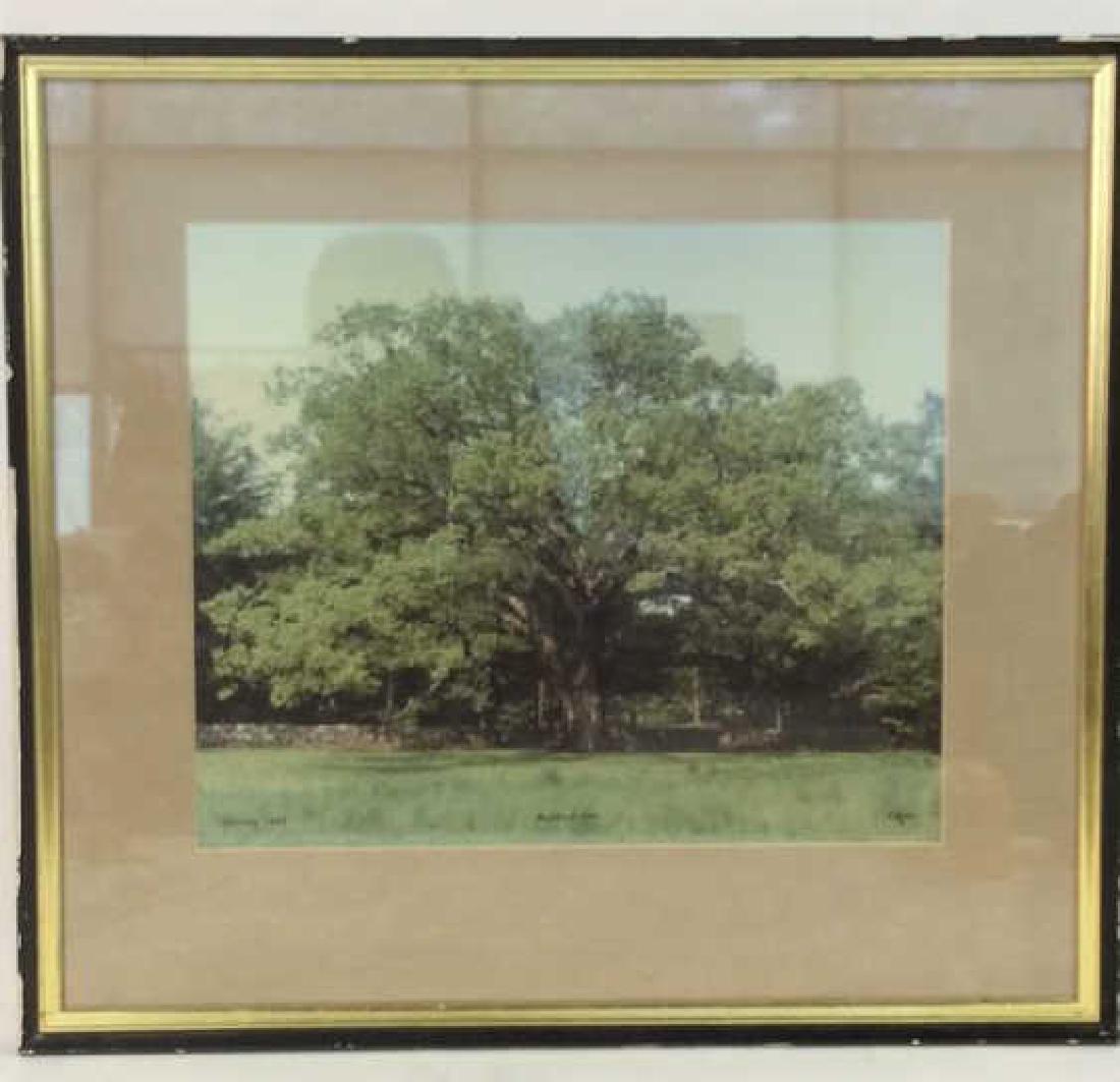 Bedford Oak 1980 Photographic Print (1 of 8)