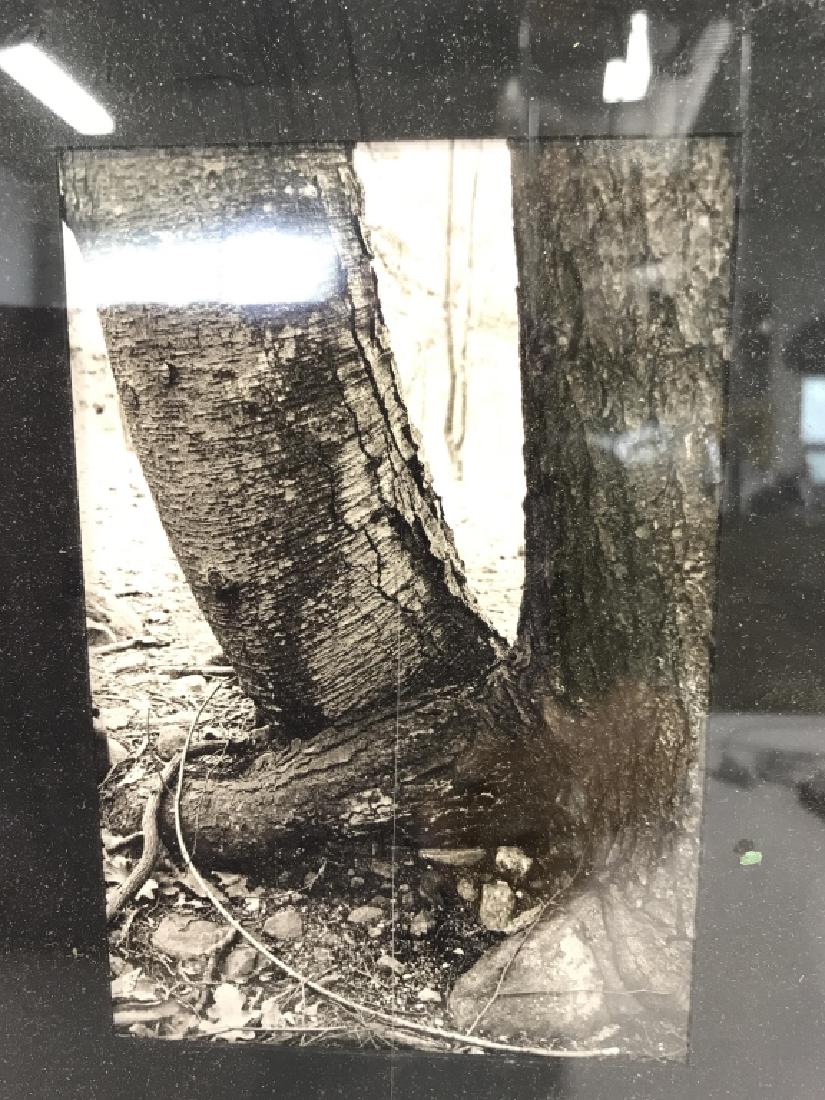 Black and White Framed Tree Illustration Print (1 of 6)