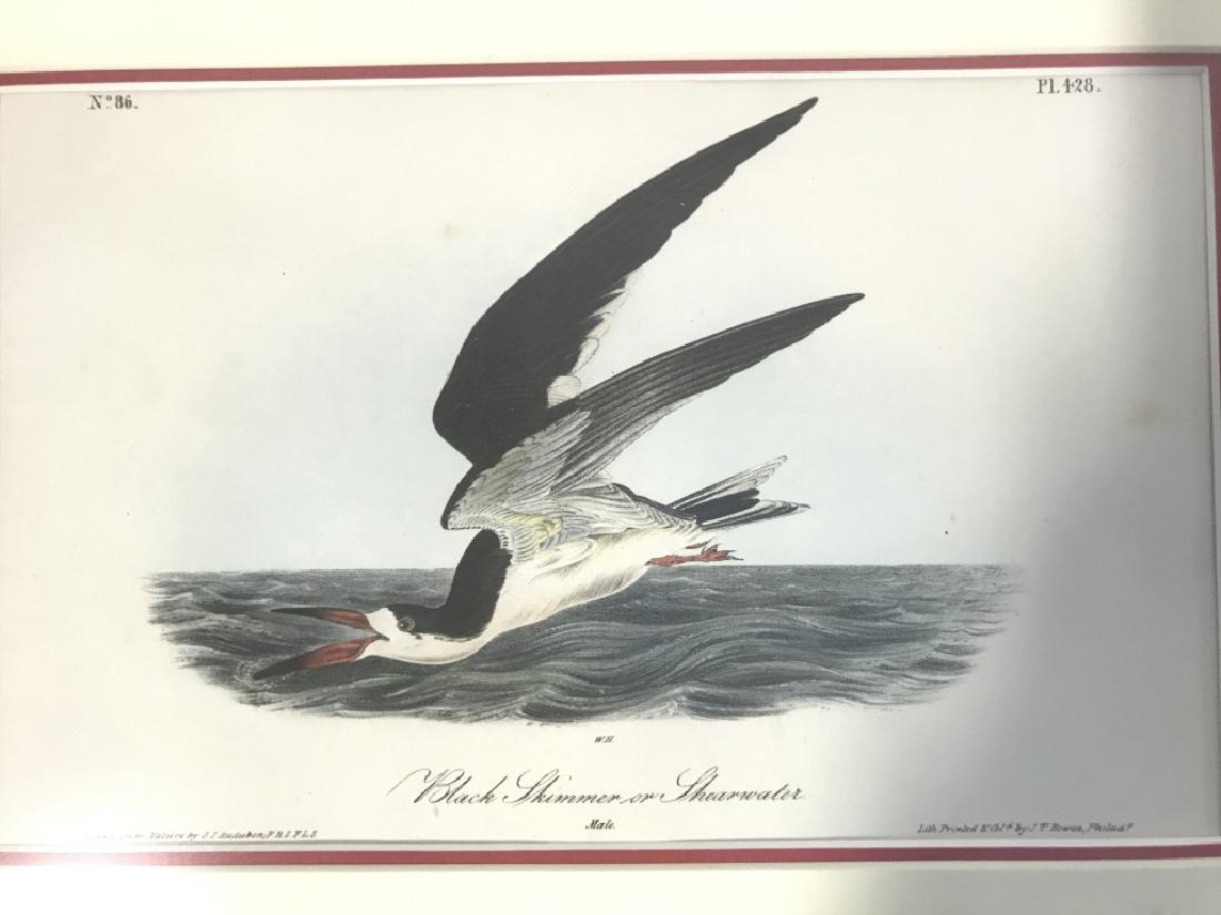Black Skimmer Audobon Print Framed (1 of 8)