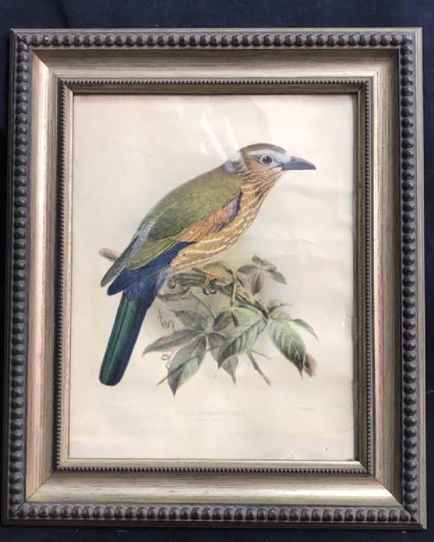 Rufous Crowned Roller Framed Bird Print (1 of 6)