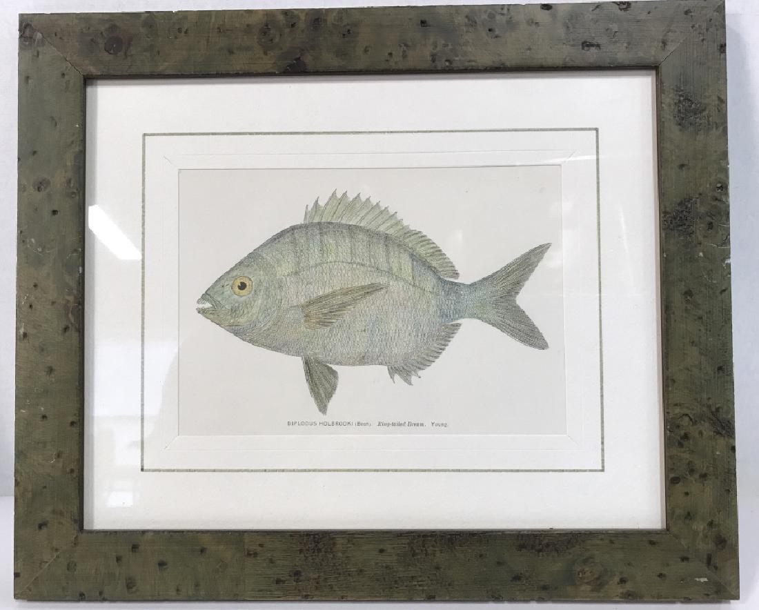 Lot 4 Fish Print Artwork (1 of 8)