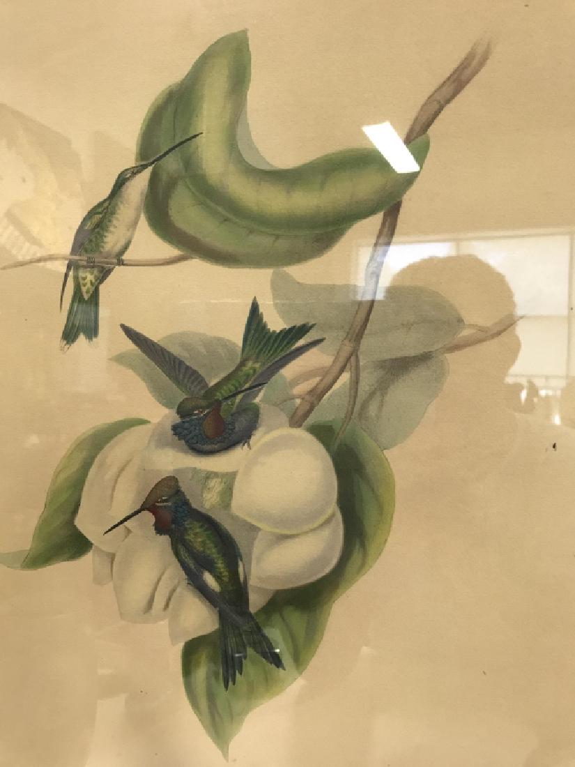 John Gould Heliomaster Angelae Print Artwork (1 of 8)