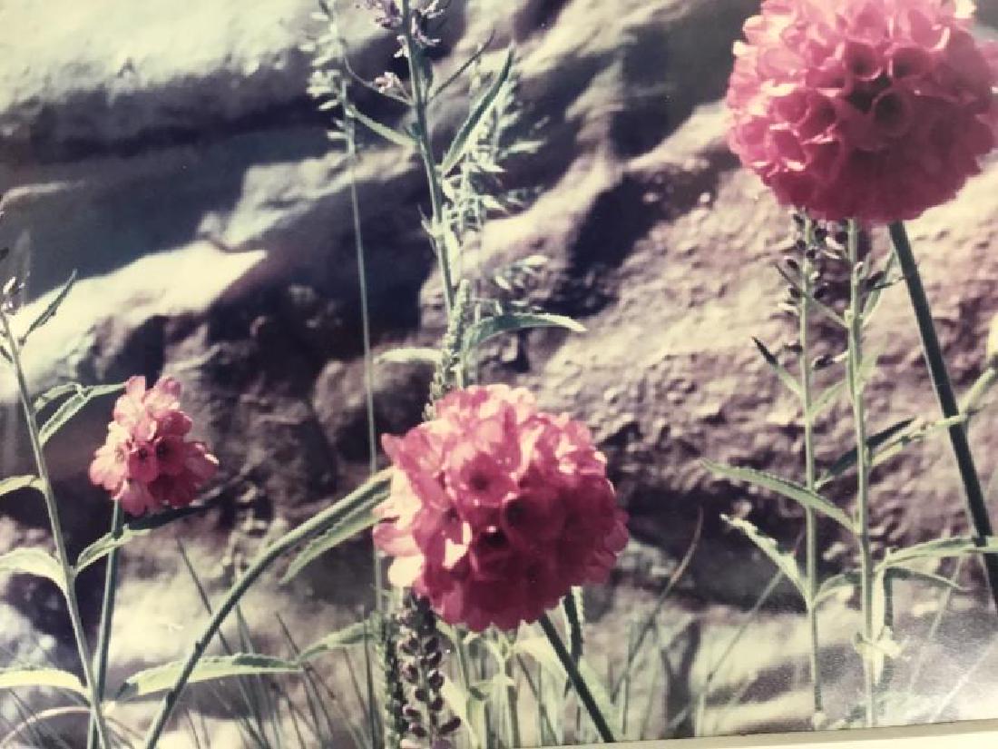 Flowers Photograph signed Mona Dukass (1 of 5)