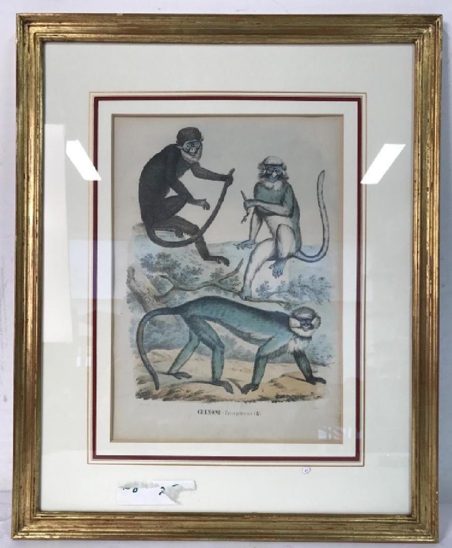 Hand Colored Framed Monkey Art Print, GUENONI (1 of 10)
