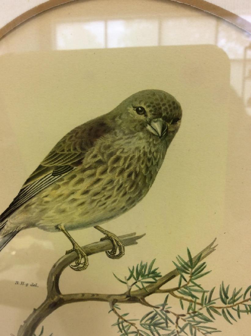 ACANTHIS CANNABINA Framed Bird Print (1 of 6)