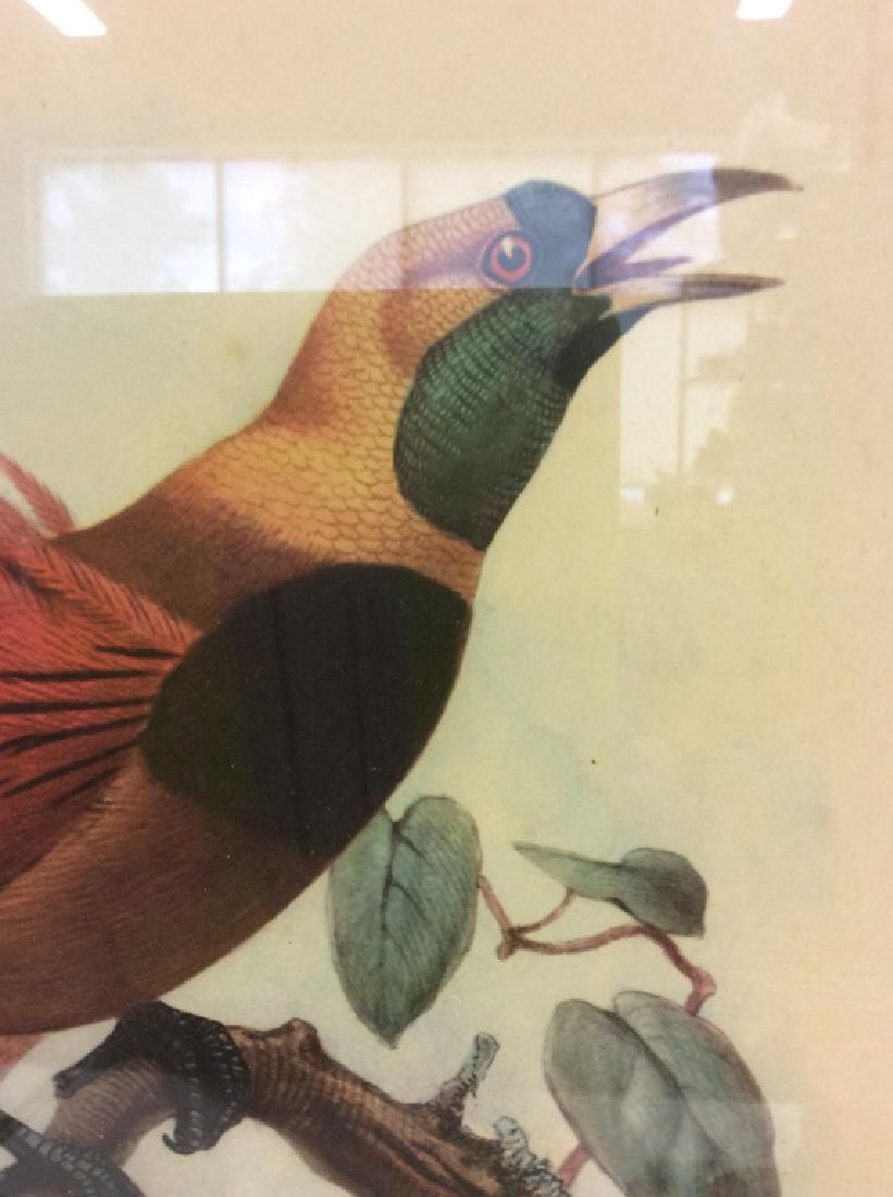 PARADISEA RAGGIANA Framed Print (1 of 6)