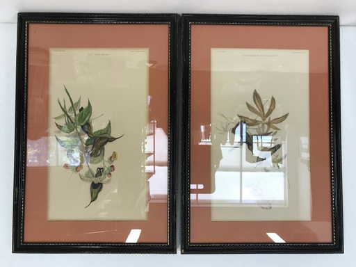 Lot 2 Framed Bird Prints