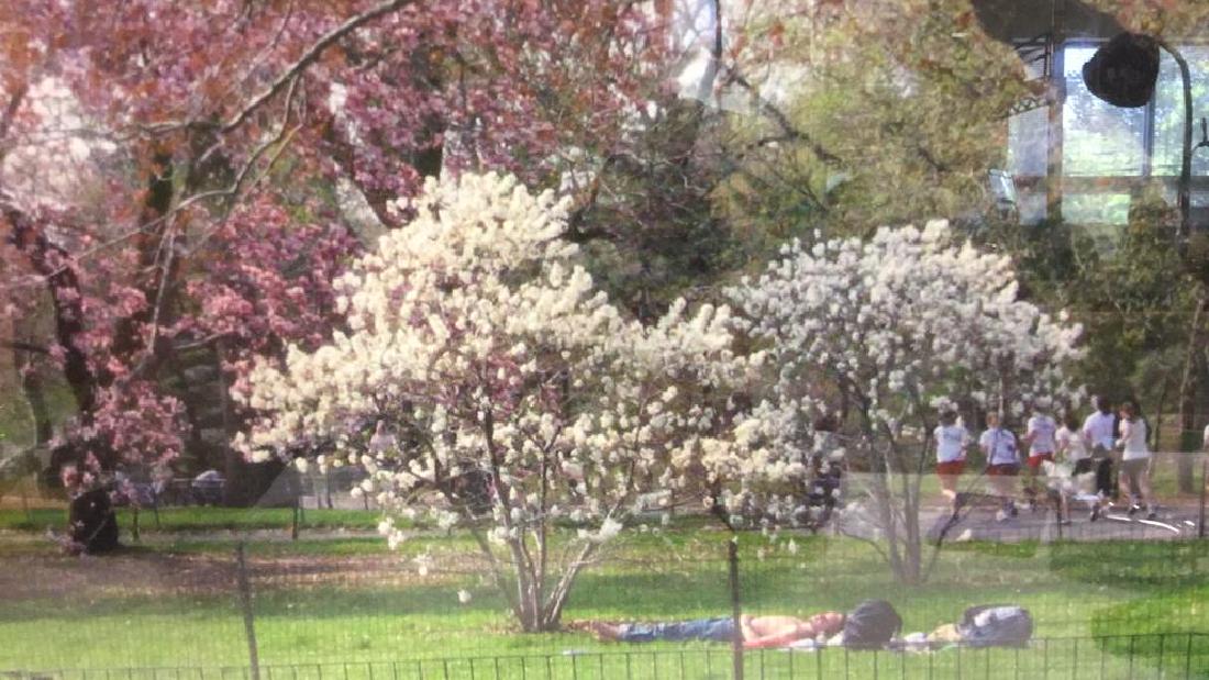 Framed Photographic Print Central Park (1 of 8)